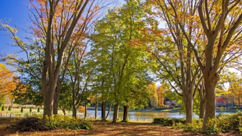 つくば市内の公園